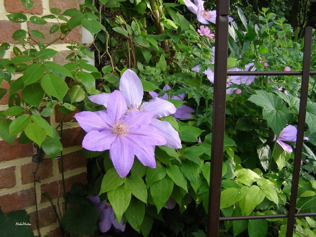 Gite Des Hortillonnages Camon  Buitenkant foto